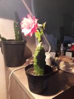 EPIPHYLLUM- stek XL te koop-zeldzaam, Cactus, Minder dan 100 cm, Halfschaduw, Bloeiende kamerplant