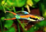 Endler guppen, Dieren en Toebehoren, Vissen | Aquariumvissen