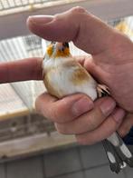 Putter wildkleur witkeel pop 2025, Dieren en Toebehoren, Vogels | Overige Vogels, Vrouwelijk, Wildzangvogel
