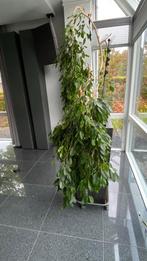 Oude Treurficus (Ficus Benjamina) - 200cm, Huis en Inrichting, Ophalen, Ficus, 200 cm of meer, Halfschaduw