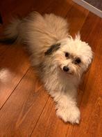 Hondje van 10 maand, Dieren en Toebehoren, 15 weken tot 1 jaar, Eén hond, Nederland, Particulier