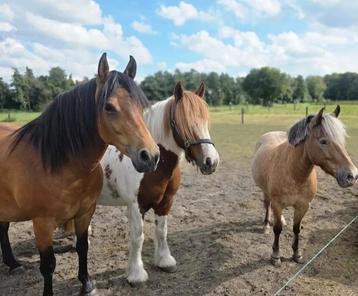 Verzorger gezocht/ Verzorg pony's aangeboden  beschikbaar voor biedingen