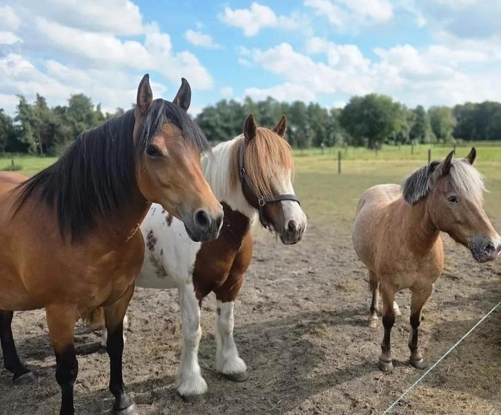 Verzorger gezocht/ Verzorg pony's aangeboden, Dieren en Toebehoren, Paarden en Pony's | Verzorgingsproducten, Ophalen