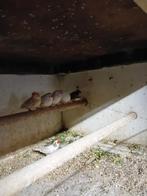 Te koop koppels zebravinken, Dieren en Toebehoren, Vogels | Overige Vogels, Meerdere dieren