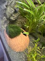 Keramisch ornament mos aquarium, Ophalen, Zo goed als nieuw, Waterornament