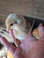 Jonge Cream Legbar Haantje te koop, Dieren en Toebehoren, Pluimvee, Mannelijk, Kip
