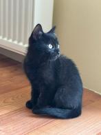 Kittens moeten met spoed weg, Dieren en Toebehoren, Katten en Kittens | Overige Katten