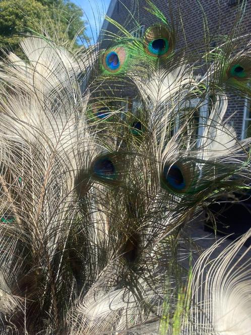 pauwen veren, Huis en Inrichting, Woonaccessoires | Droogbloemen, Nieuw, Ophalen