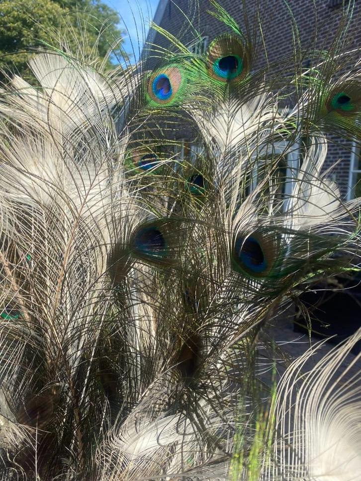 pauwen veren, Huis en Inrichting, Woonaccessoires | Droogbloemen, Nieuw, Ophalen