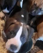 3 Amerikaanse Stafford pitbull pups Ouderwets STERKE kleuren, Dieren en Toebehoren, Rabiës (hondsdolheid), Reu, 8 tot 15 weken