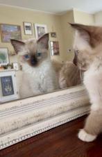 Ragdoll Kittens (met stamboom), Dieren en Toebehoren, Katten en Kittens | Raskatten | Langhaar, Meerdere dieren, Gechipt, 0 tot 2 jaar