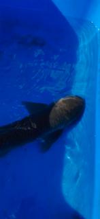 Prachtige Graskarper met lichte glinsterende schubben., Dieren en Toebehoren, Karper of Koi