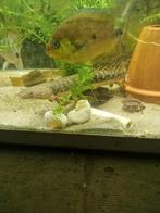 Polypterus teugelsi, Dieren en Toebehoren, Vis, Zoetwatervis