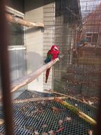 Groenvleugel ara, Mannelijk, Papegaai