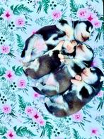 Blue Eyed Black & White Unique Siberian Husky Champion Puppy, Nederland, Rabiës (hondsdolheid), Overige rassen, 8 tot 15 weken