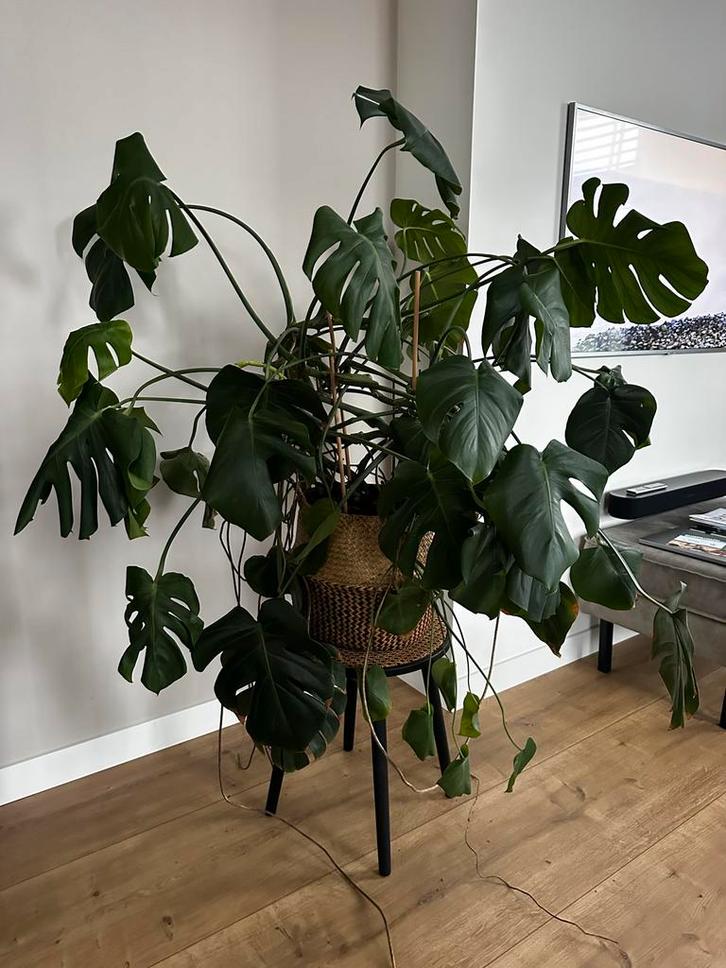 Monstera kamerplant, Huis en Inrichting, Kamerplanten, Overige soorten, 100 tot 150 cm, Groene kamerplant, Halfschaduw, In pot