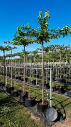Morus alba 'Fruitless' (Witte dakmoerbei)🌳, Tuin en Terras, Planten | Bomen, Ophalen, Volle zon, Overige soorten