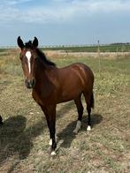 75% lusitano merrie 2 jaar, Merrie, 0 tot 2 jaar