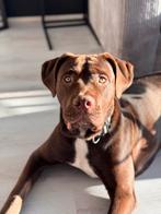 Nieuw baasje gezocht, Reu, 1 tot 2 jaar, Eén hond, Nederland