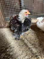 Cochin kriel krulveer haantje, Dieren en Toebehoren, Mannelijk, Kip