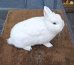 Rasechte (dwergkonijn) Pool Blauwoog voedster, Dieren en Toebehoren, Konijnen, Vrouwelijk, Dwerg, 0 tot 2 jaar