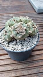 CACTUS LOPHOPHORA WILLIAMSII CLUSTER PEYOTE MOOIE PLANT, Huis en Inrichting, Kamerplanten, Cactus, Minder dan 100 cm, Ophalen of Verzenden