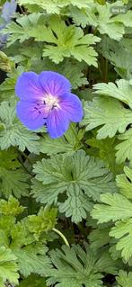 Blauwe tuingeraniums, Tuin en Terras, Planten | Tuinplanten, Ophalen