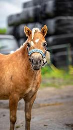 Super eigenwijze maar prachtige Shetlander, Ruin, A pony (tot 1.17m)