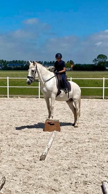  Ponyweekend op Aanvraag – Jouw Eigen Paardenavontuur!  beschikbaar voor biedingen