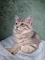 Siberische poes zoekt gouden huisje zonder andere katten, Dieren en Toebehoren, Katten en Kittens | Raskatten | Langhaar, Poes