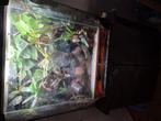 rana paludarium 80x89x50, Ophalen of Verzenden, Gebruikt