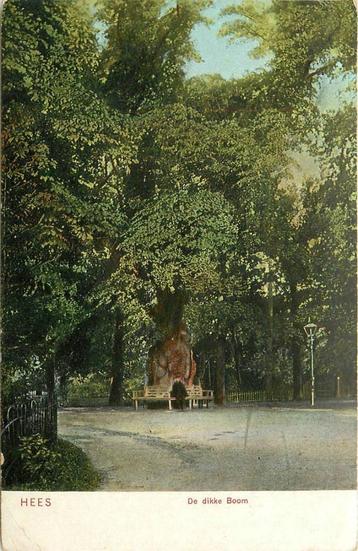 (388-141-003) Hees De dikke Boom beschikbaar voor biedingen