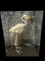 Schedel / Skelet abdim ooievaar, Ophalen, Nieuw, Vogel, Schedel