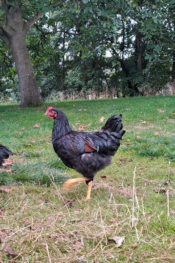 Mooie jonge Barnevelder haantjes beschikbaar voor biedingen