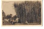 ned-indië  suikerriet  foto kurkdjian java, Verzenden, 1920 tot 1940, Ongelopen, Buiten Europa