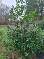 6 laurier, Tuin en Terras, Planten | Bomen, Ophalen, Bloeit niet, Halfschaduw, Overige soorten