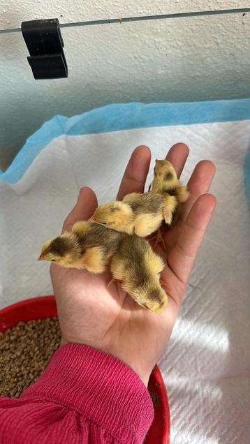 🐣 Eendagskuikens 🐣 van onze japanse celadon kwartles beschikbaar voor biedingen