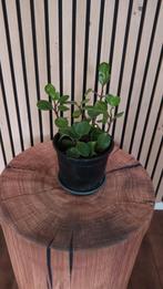 Peperomia Obtusifolia - Krokodillentraan, klein blad, Ophalen