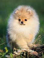 POMERANIAN teefje met stamboom FCI, POMERIAAN DWERGKEES, Dieren en Toebehoren, Honden | Poolhonden, Keeshonden en Oertypen, 15 weken tot 1 jaar