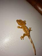 Tricolor Wimpergekko, Dieren en Toebehoren, Overige soorten, Tam, 0 tot 2 jaar