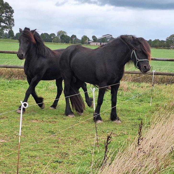 Fell pony's, Dieren en Toebehoren, Pony's, Merrie, Recreatiepony, 3 tot 6 jaar