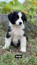 Australian shepherd pups( mini), Dieren en Toebehoren, Honden | Herdershonden en Veedrijvers, België, Fokker | Hobbymatig, CDV (hondenziekte)
