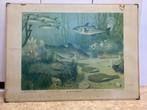 Schoolplaat 100x75 cm dieren in hun omgeving 1ste serie ., Antiek en Kunst, Ophalen