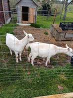 2 lieve handtamme geitjes, Dieren en Toebehoren, Schapen, Geiten en Varkens, Vrouwelijk, Geit