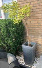 2 hoge zinken planten bloem potten 2 Ginkgo Biloba planten, Tuin en Terras, Bloempotten, Ophalen, Gebruikt, Minder dan 25 cm, Metaal