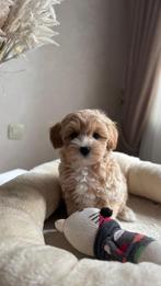 Premium maltipoo f1 teefje pup, Dieren en Toebehoren, Honden | Chihuahua's en Gezelschapshonden, Particulier, Rabiës (hondsdolheid)