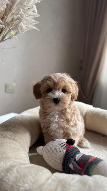 Premium maltipoo f1 teefje pup beschikbaar voor biedingen
