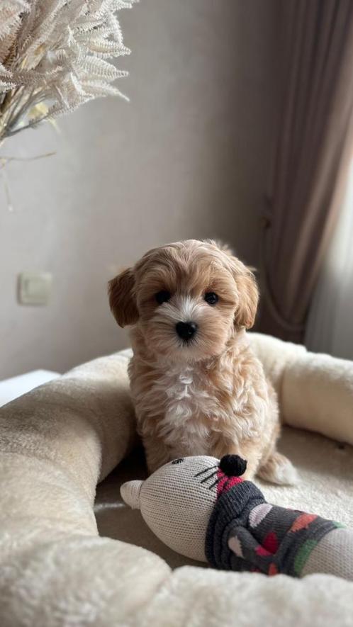 Premium maltipoo f1 teefje pup, Dieren en Toebehoren, Honden | Chihuahua's en Gezelschapshonden, Teef, Overige rassen, Particulier