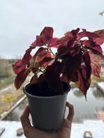 Coleus Plant - Prachtige Bladplant!, Eenjarig, Halfschaduw, Zomer, Ophalen