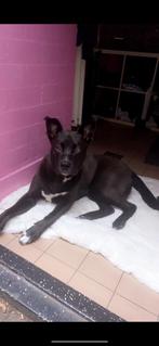 Hond, Dieren en Toebehoren, Rabiës (hondsdolheid), Reu, Eén hond, Nederland